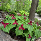 Red trillium flowers with bright green leaves in a shaded woodland garden setting - TN Nursery