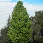 White Pine Tree