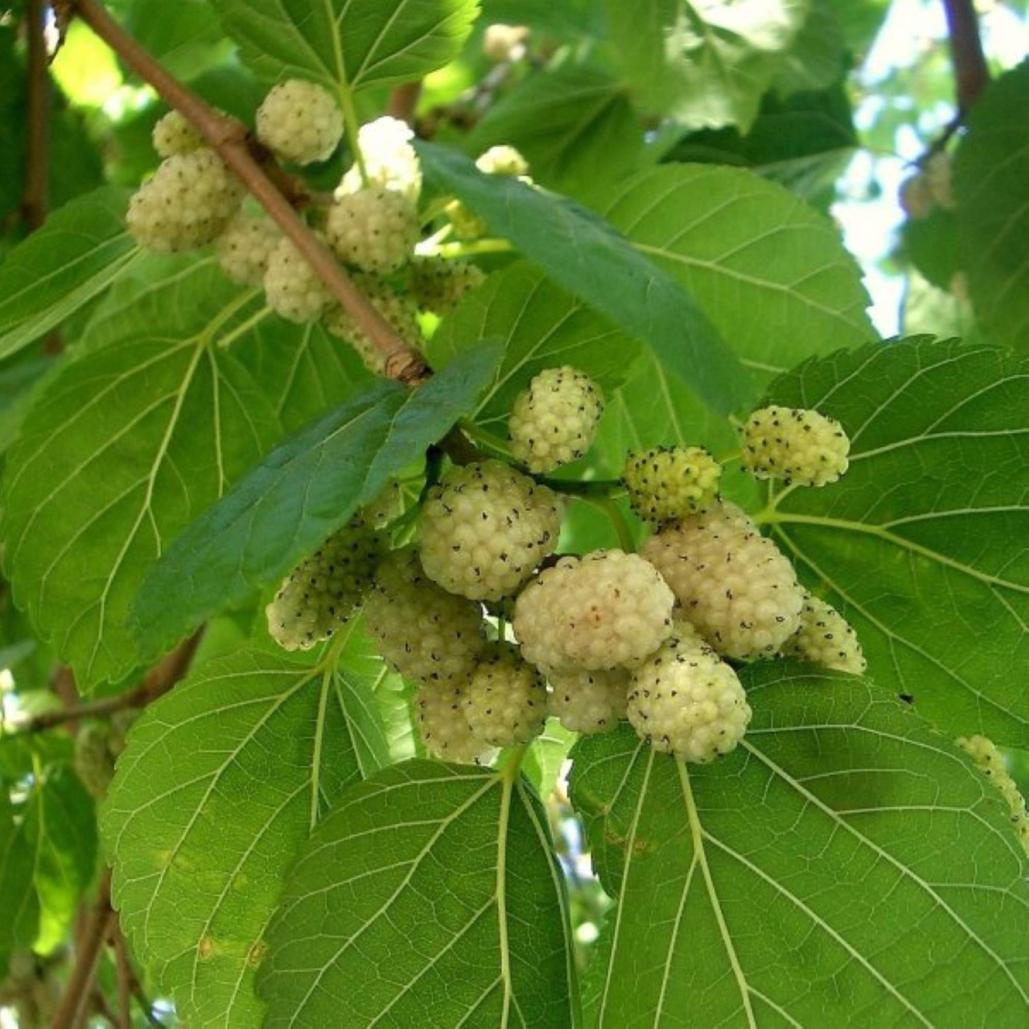 White Russian Mulberry Tree