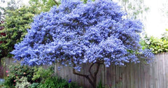 Flowering Trees