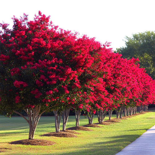 Red Crepe Myrtle