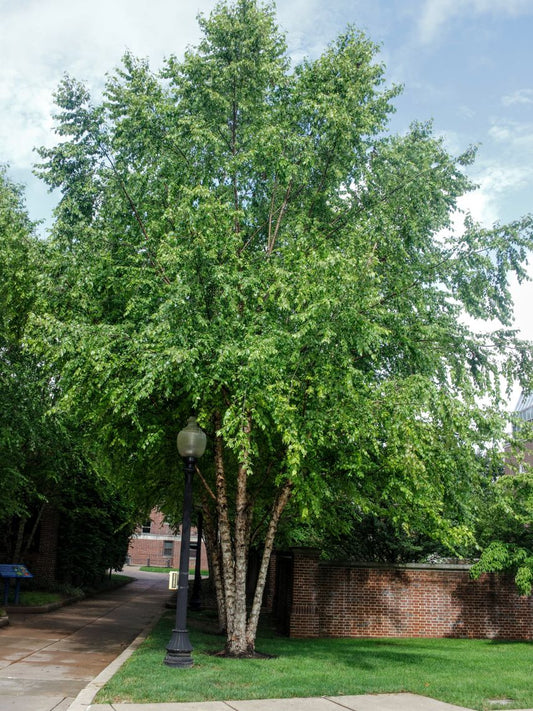 River Birch Tree - TN Nursery