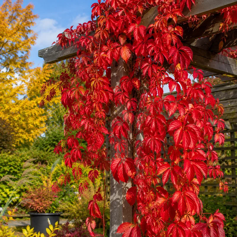 Virginia Creeper Plant