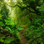 Winding jungle path with lush ferns like giant ostrich in air purifying plant package