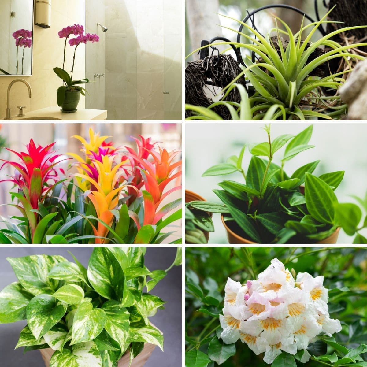 Vibrant pink orchid in green pot from air purifying plant package