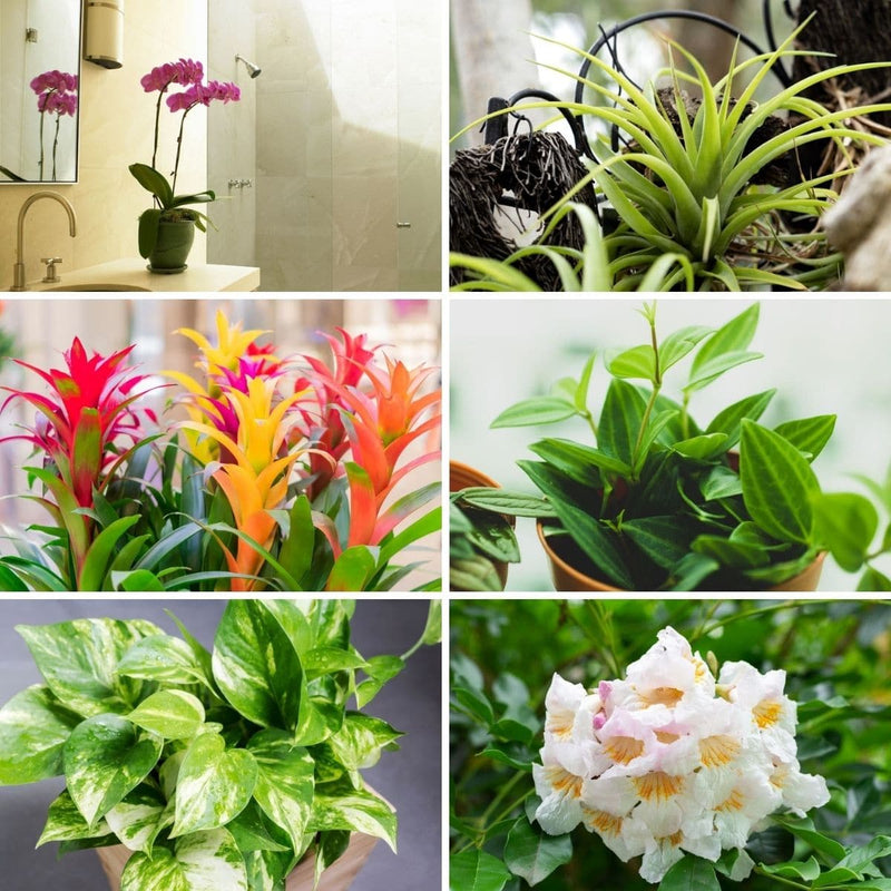 Vibrant pink orchid in green pot from air purifying plant package