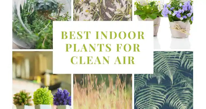 Air purifying plant package with moss, black eyed Susan, ostrich ferns