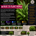 Ferns For Garden