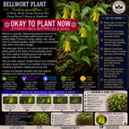 Plants For Garden