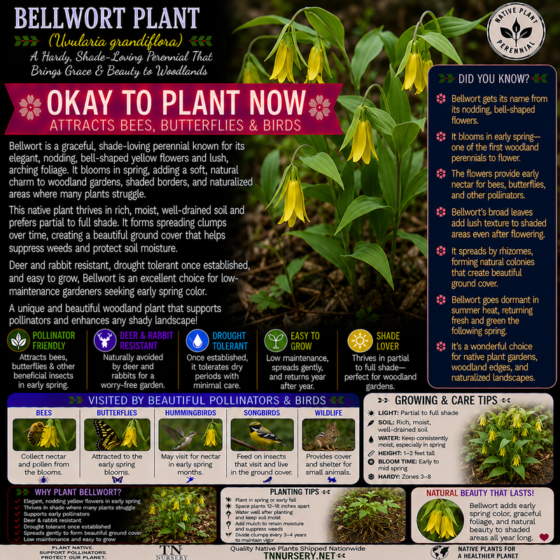 Plants For Garden