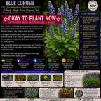 Perennials For Garden