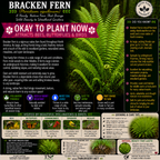Ferns For Garden