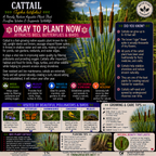 Plants For Garden