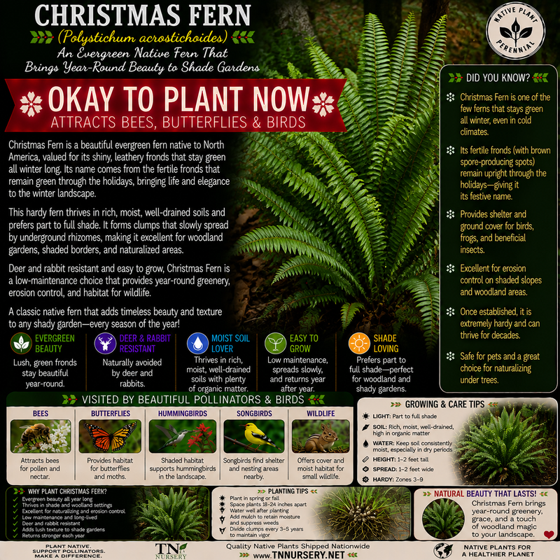 Ferns For Garden