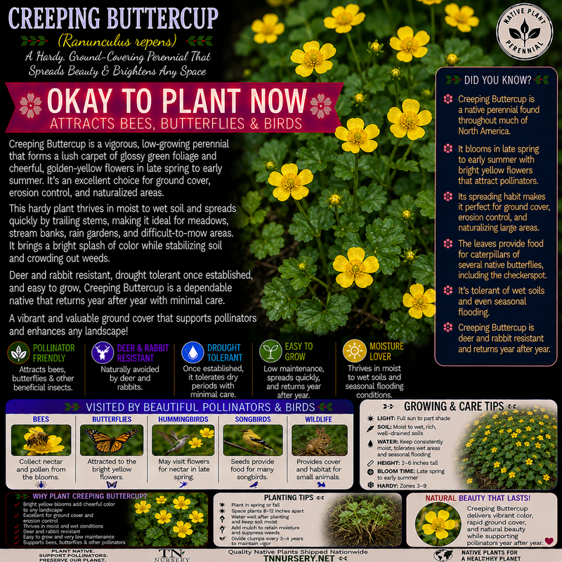 Plants For Garden