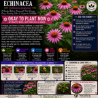 Plants For Garden TN Nursery