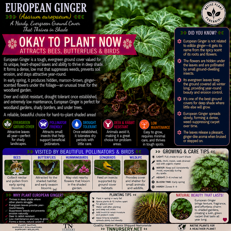 Plants For Garden