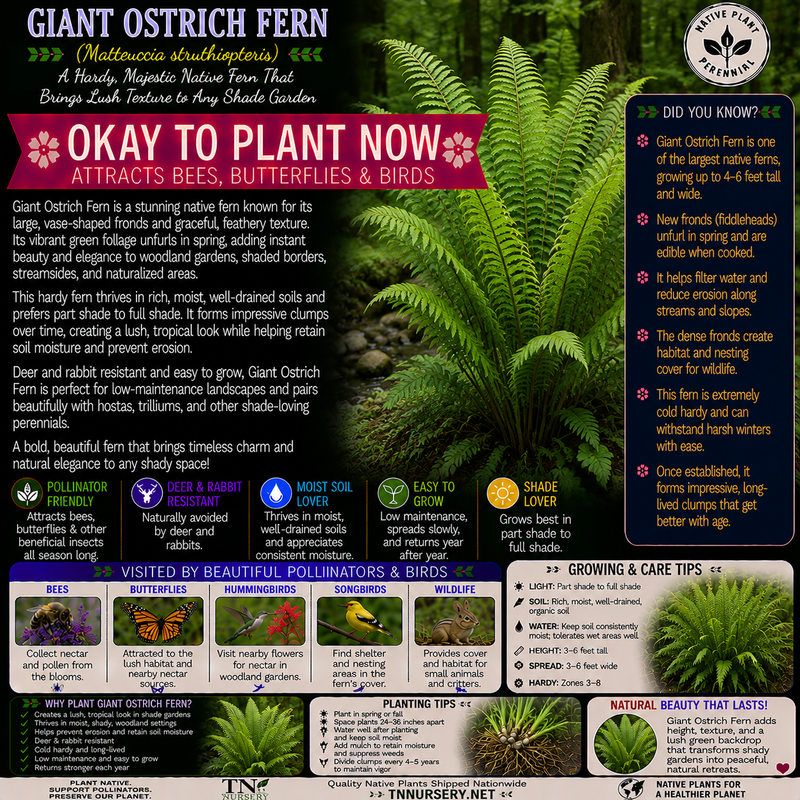 Ferns For Garden