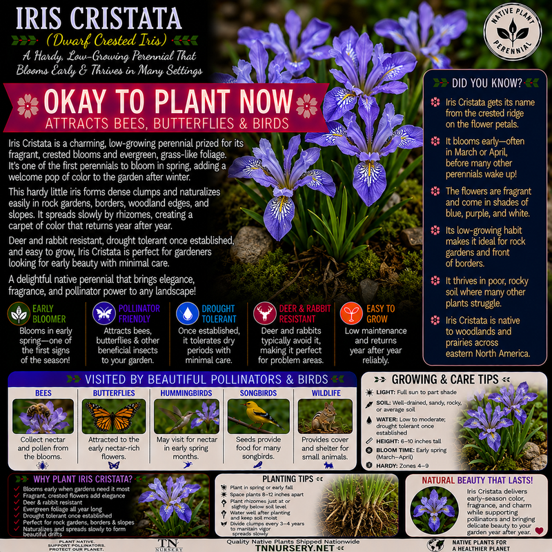 Plants For Garden