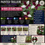 Garden Plants by TN Nursery