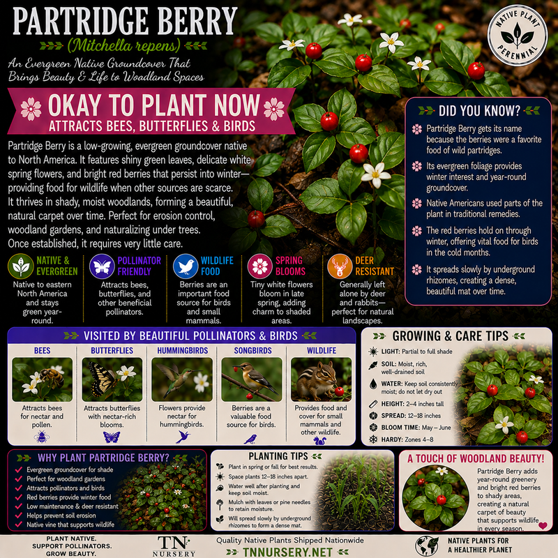 Garden Plants by TN Nursery