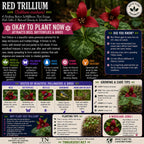 red-trillium - TN Nursery