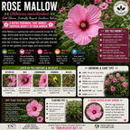 Rose Mallow Plant - TN Nursery