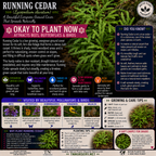 Plants For Garden