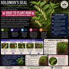 Garden Plants by TN Nursery