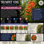 Pollinator Plants by TN Nursery