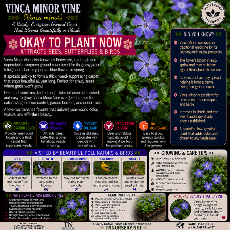Plants For Garden
