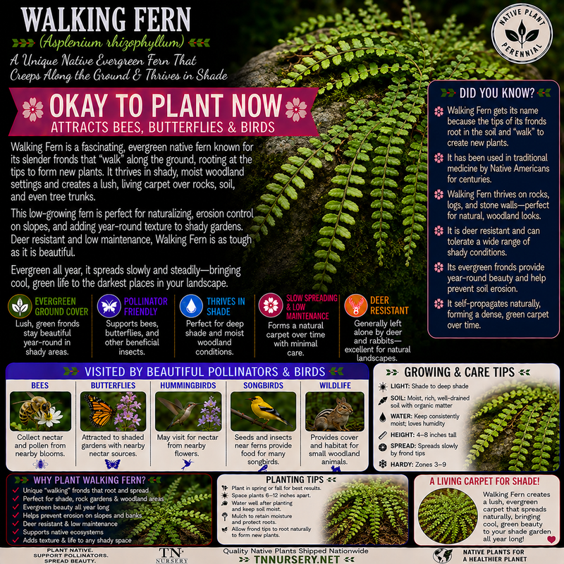 Ferns For Garden