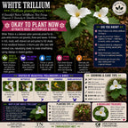 white-trillium - TN Nursery