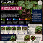 Garden Plants by TN Nursery