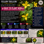 Plants For Garden