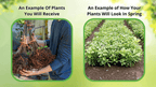 American Beech seedlings bundle with green leaves, tangled roots, orange twine