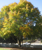 American Beech Tree - TN Nursery
