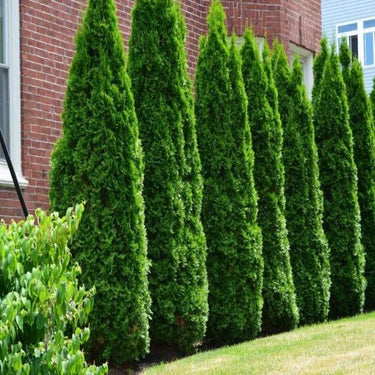 Row of tall American arborvitae trees along brick building foundation