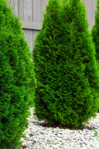Vibrant green conical American arborvitae tree with dense needle-like foliage