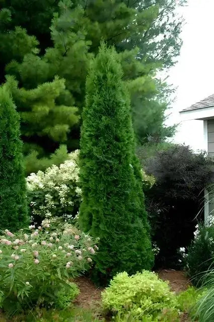 Tall dense American arborvitae coniferous shrub with tapered needle foliage