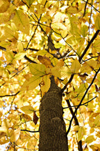 American Beech seedling tree with textured brown trunk and golden-yellow leaves