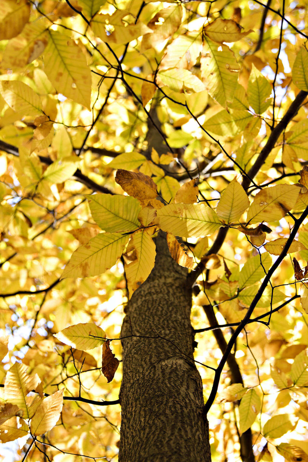 American Beech seedling tree with textured brown trunk and golden-yellow leaves