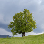American beech tree with lush green foliage on grassy hill under overcast sky