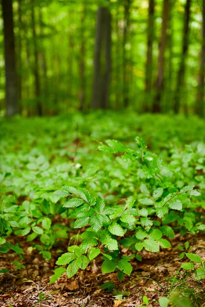 American beech tree with lush green foliage on grassy hill under overcast sky