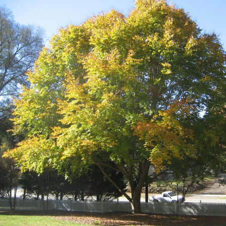 Majestic American beech tree with vibrant yellow-green canopy under blue sky