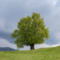 American Beech Tree with lush green foliage on grassy hill under overcast sky