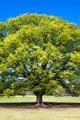 Majestic American Beech Tree with lime-green leaves against blue sky