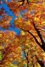 American Beech Tree with vibrant golden yellow and orange autumn canopy