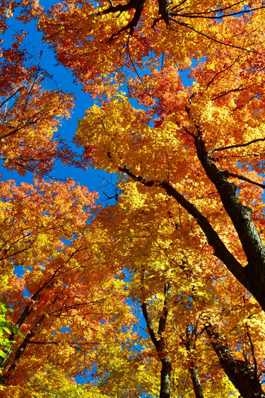 American Beech Tree with vibrant golden yellow and orange autumn canopy