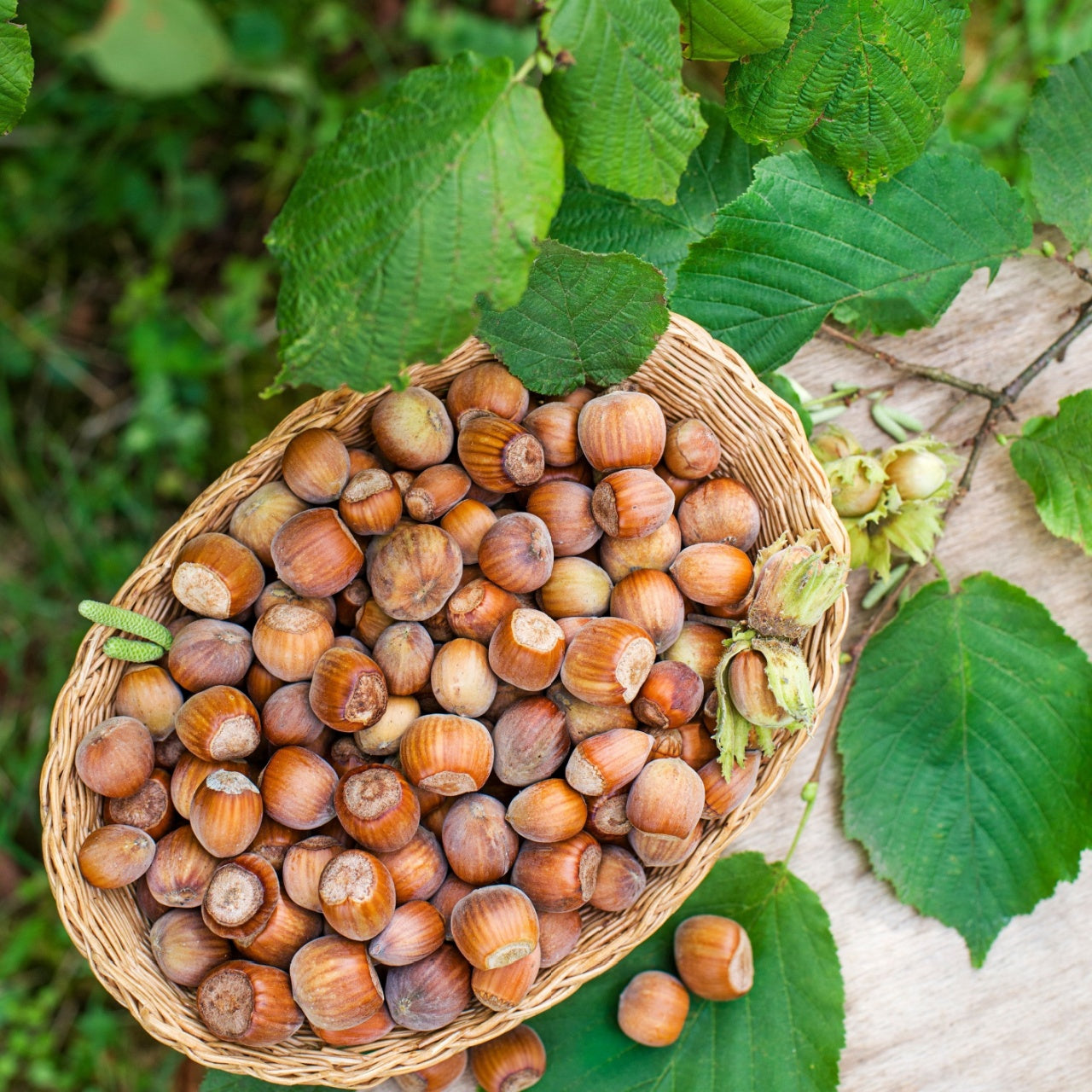 Hazelnut Tree For Sale for Edible Nuts & Wildlife Value – TN Nursery